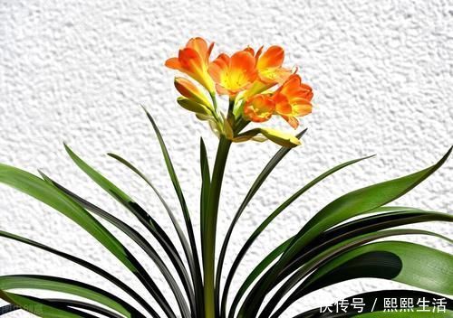 叶片|君子兰入夏要“静养”，3件事不能做，不然黄叶、花难开