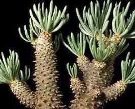 万万不要在家里养这几种多肉,很多人不懂都爱养,长大带有剧毒的