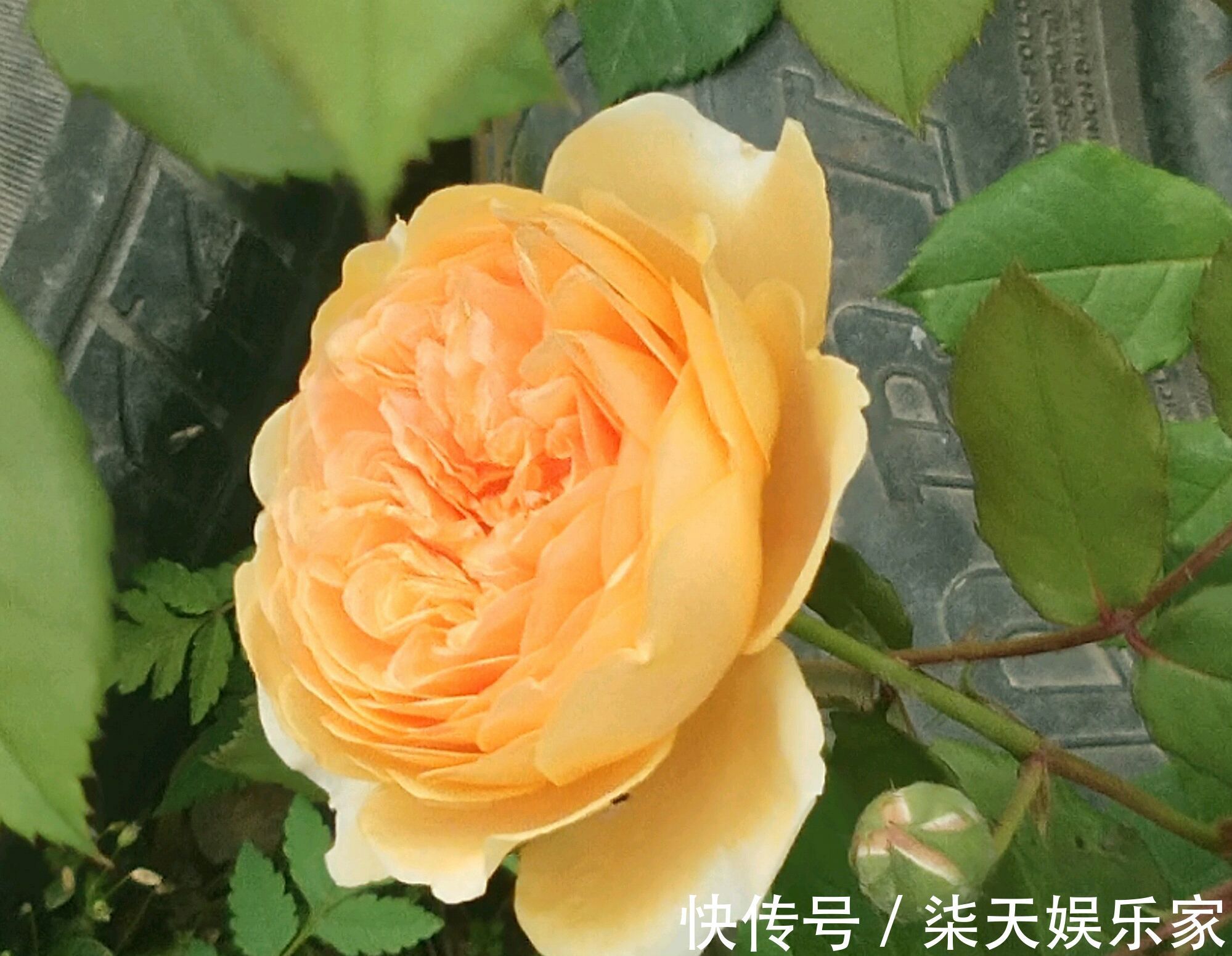 阳台上|月季花怎么养才会枝壮花多长势旺农艺师分享要注意的5个方面