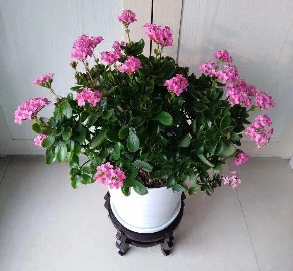 黄叶|给花浇水掺点白醋,植物根比萝卜还粗,健壮不黄叶