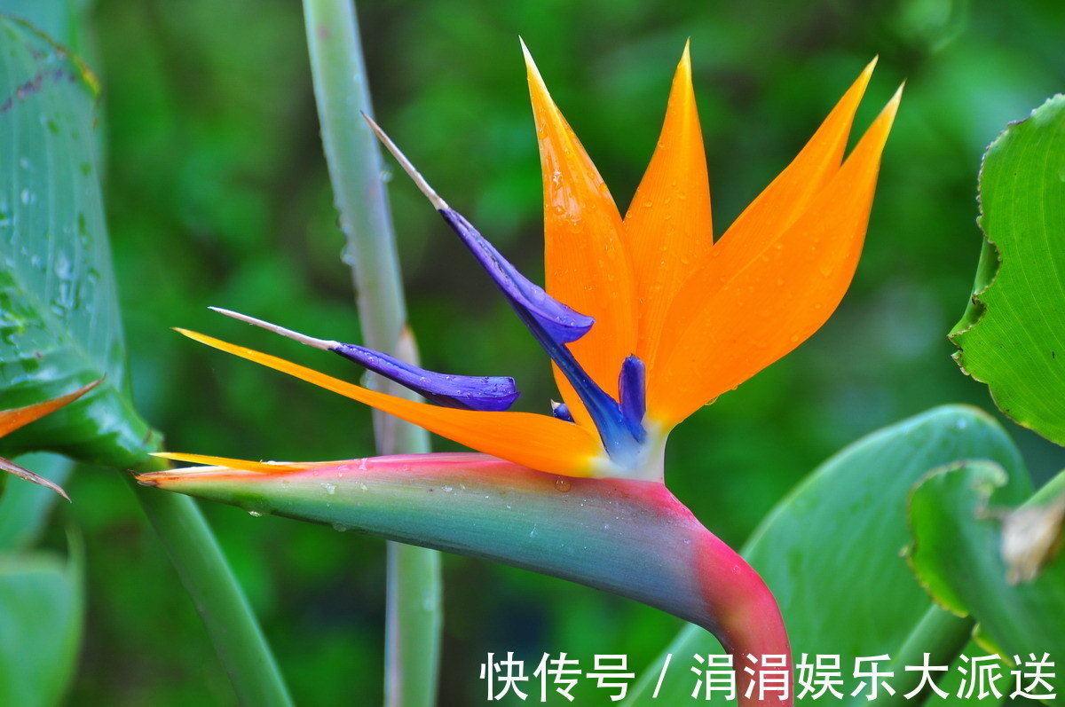 此花是飞往天堂的鸟儿,开出来的花朵就像是一只展翅的鸟