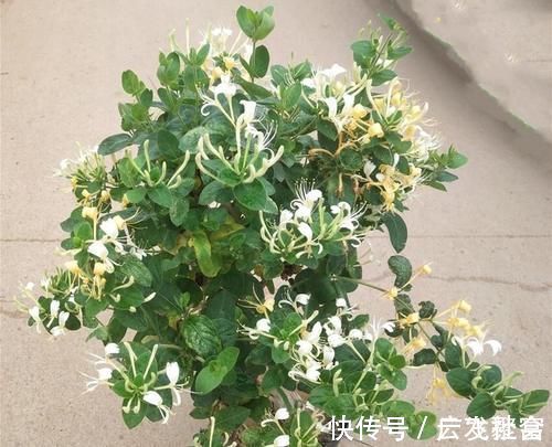 花卉|这五种花摆放在家里，娇艳高贵又芬香，净化杀菌还养人