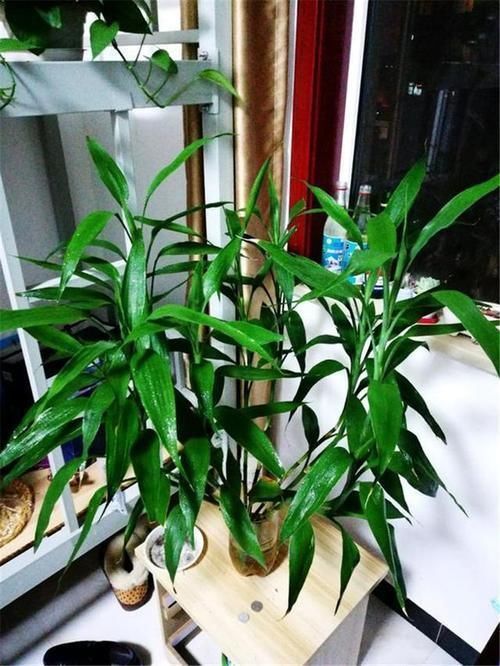 养人|室内养什么植物“风水”好?此6种盆栽,人养花,花亦养人