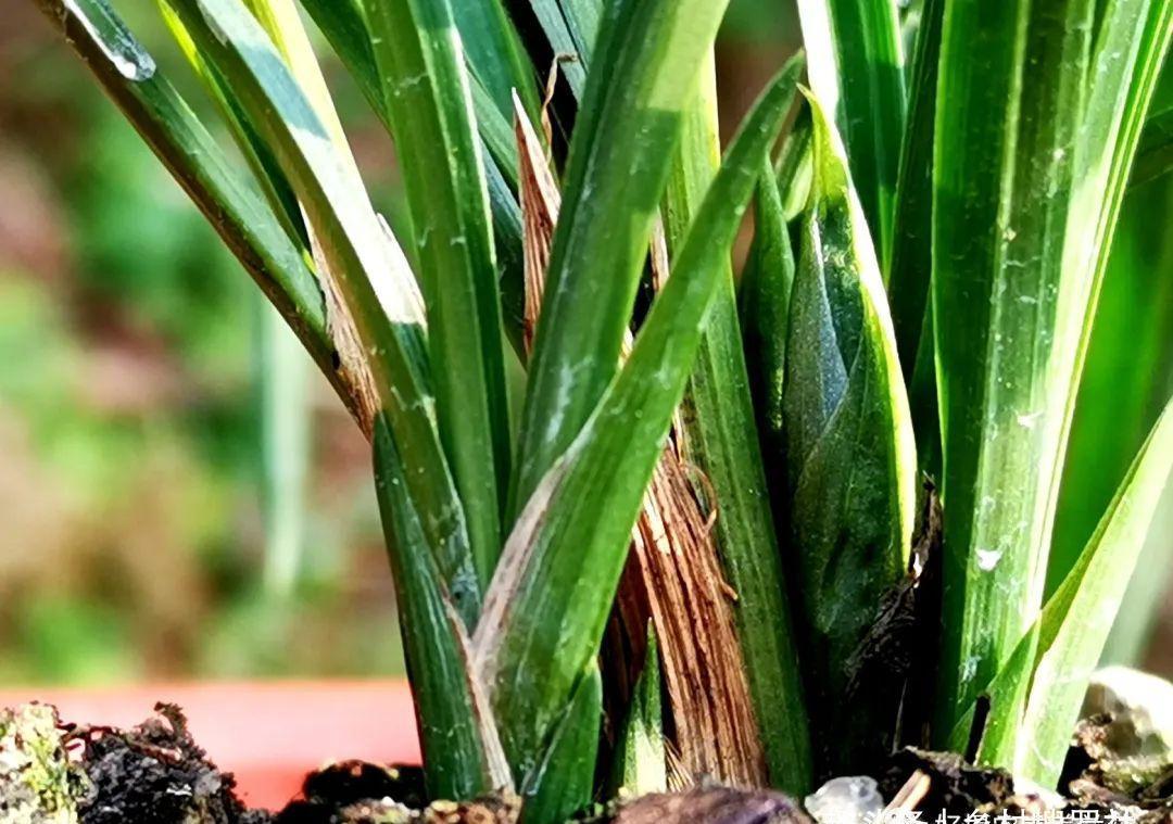 新手种植兰花，最容易犯的6大错，每一条都会影响兰花长势