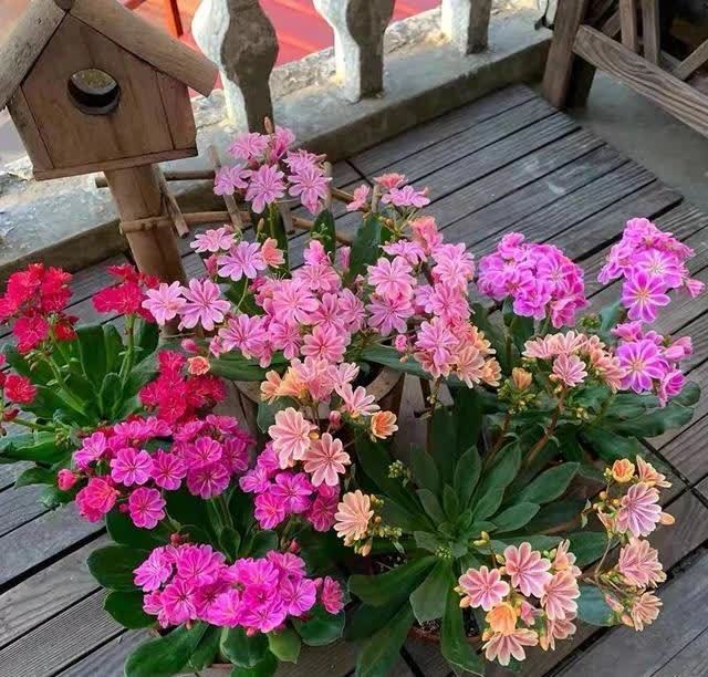 春天养露薇花,学会这几点,开花多又漂亮,花繁色艳人人夸