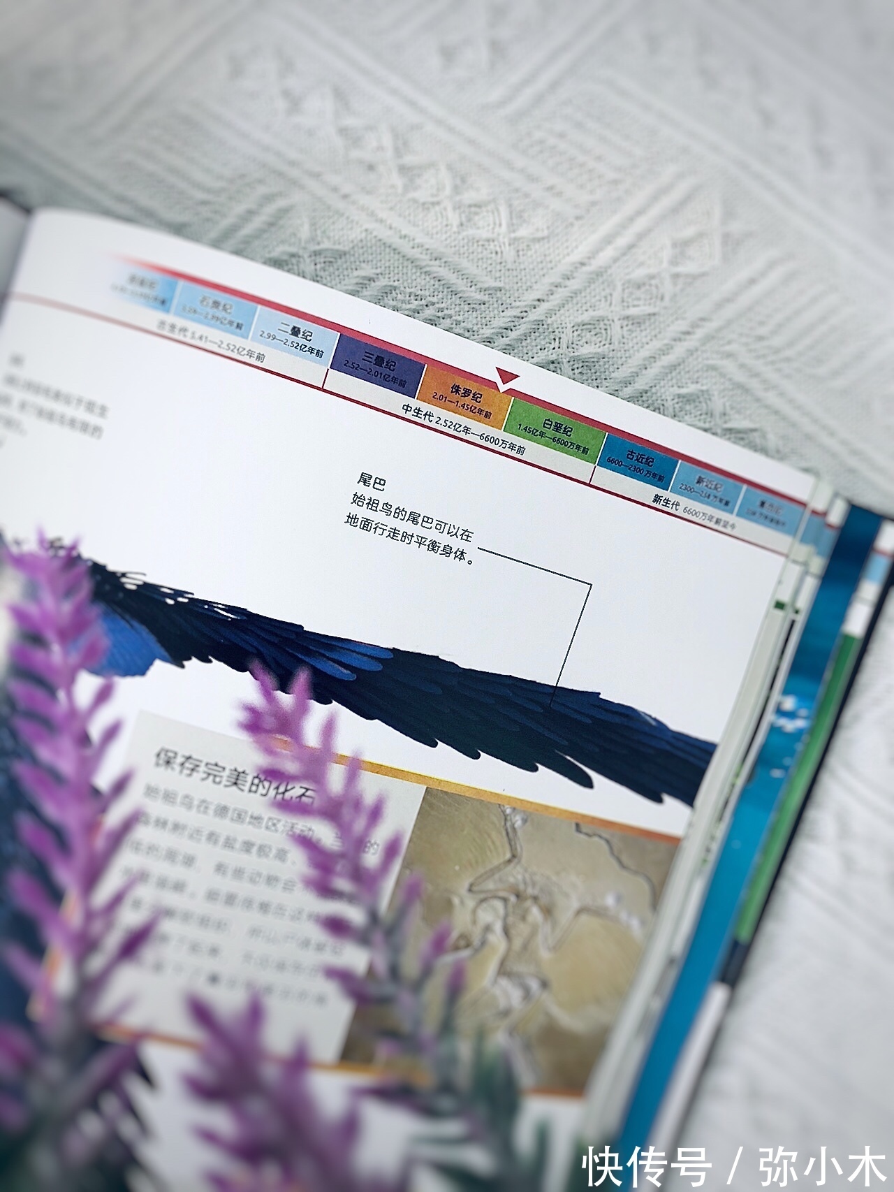 恐龙世界!孩子想科学了解恐龙知识?童书太多,无法选择?选这本童书准没错