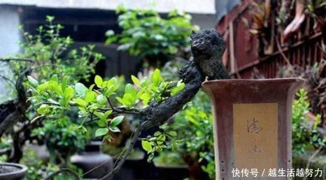 一种名贵的盆景树,有院子的一定要养,价值高造型美!