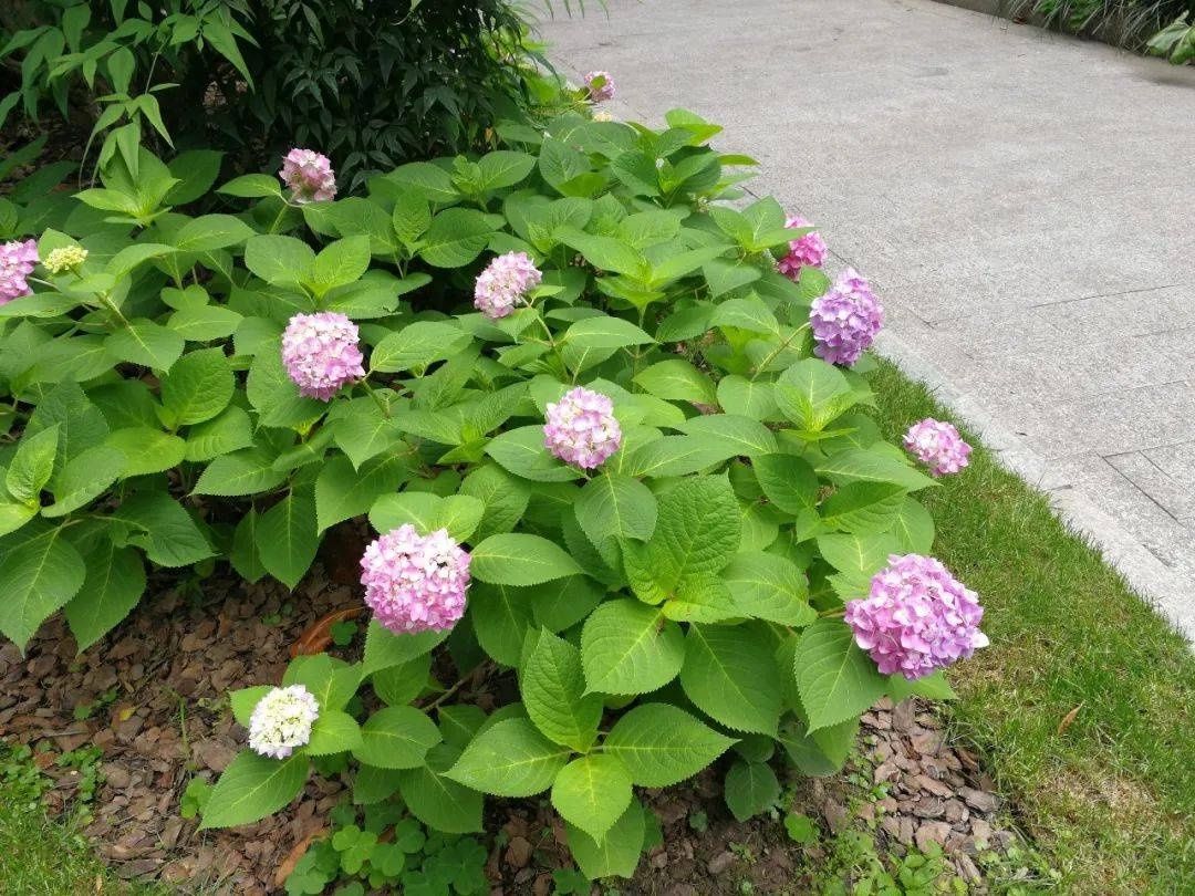 马卡龙|绣球繁花尽绽放 徐汇街头觅“清新”