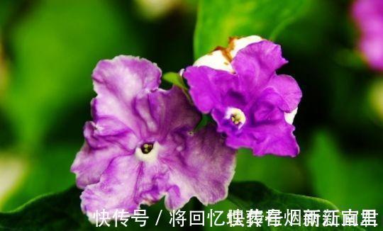 聪明人都养4种花,财源滚滚来,招财又开运,你养了吗?