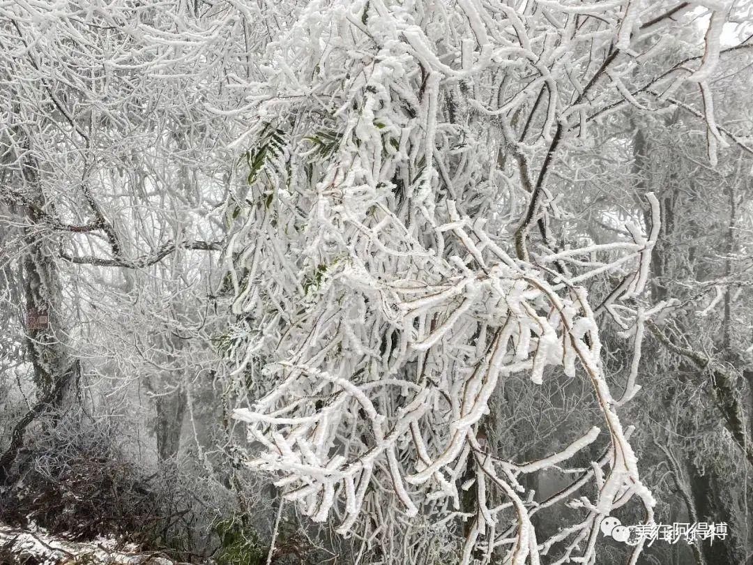 记忆 ｜寒潮再次来袭，还记得前几天的雪吗？