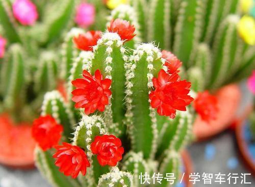 新手养花不知道怎么选？这三种号称”养不死“的花，你喜欢吗