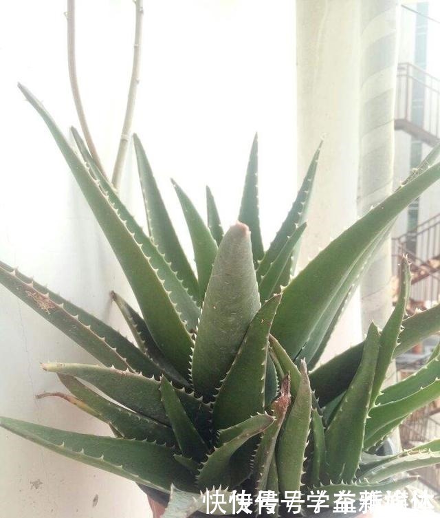 铁线蕨|12种耐阴花，适合养在卫生间里，光不好也能呼呼长！