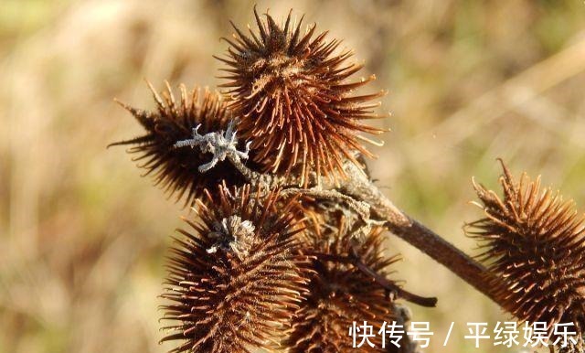 苍耳子|一毒物被称“上通脑顶，下行足膝”，可散风寒，通鼻窍，祛风湿