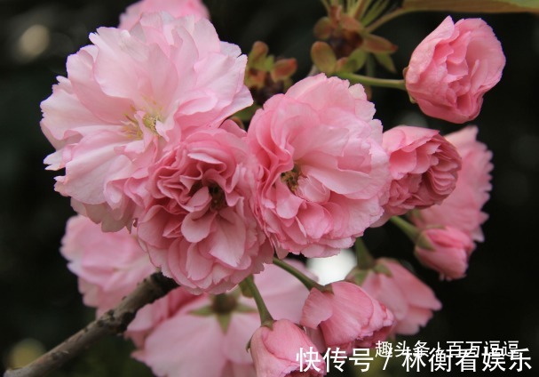 此花花期十分短暂,但却开尽了一生的芳华,象征着转瞬即逝的爱