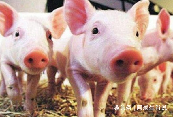 命中贵人|生肖猪2021年谁是你的超级贵人遇到要珍惜,助你事业谷底翻身