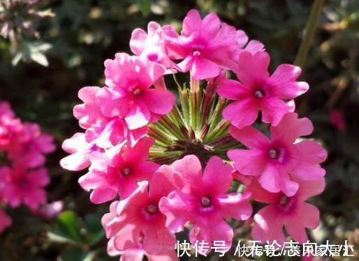 养护|新手养护花卉，就养沾土既活，见光就“旺”的花卉，花开爆盆！