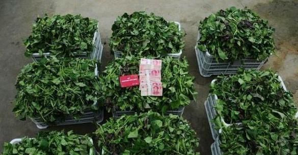 红薯叶|老中医说此物是防癌第一的蔬菜,被百分90的人看不起,早知早好!