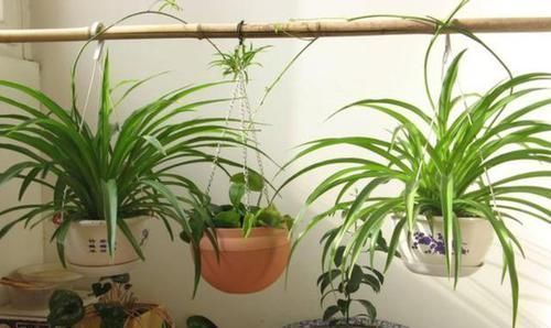 养花选什么省心首选6种植物,适合养室内,格外好打理