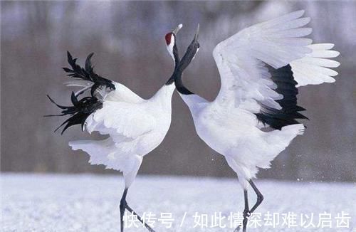 拉丁文|美国国鸟是鹰,法国的是雄鸡,中国的国鸟是什么?很多人都答错了