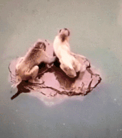 |搞笑GIF:这俩猴太皮了,跑下去只为帮乌龟翻个身