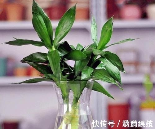 卧室长期放盆栽,失眠的人就选2种,好看又好养,净化效果好