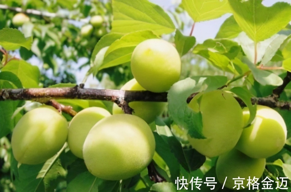 营养物质|对身体不错的三种食物,要坚持天天吃,排毒养颜,改善肤质!