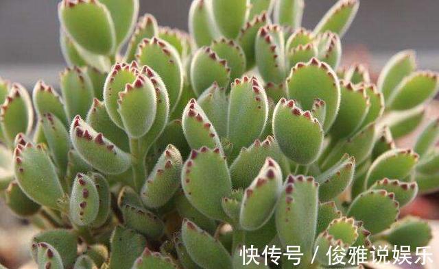 熊童子扦插很“另类”，取1枝变10盆，立马变成熊森林