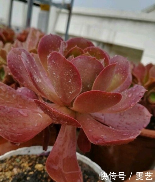 肥料|肉友往土里加“这个”,多肉蹭蹭长个儿!