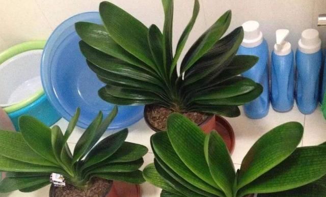 夏季的君子兰,记住几点,叶子整齐油绿纹路清晰,花期开花艳