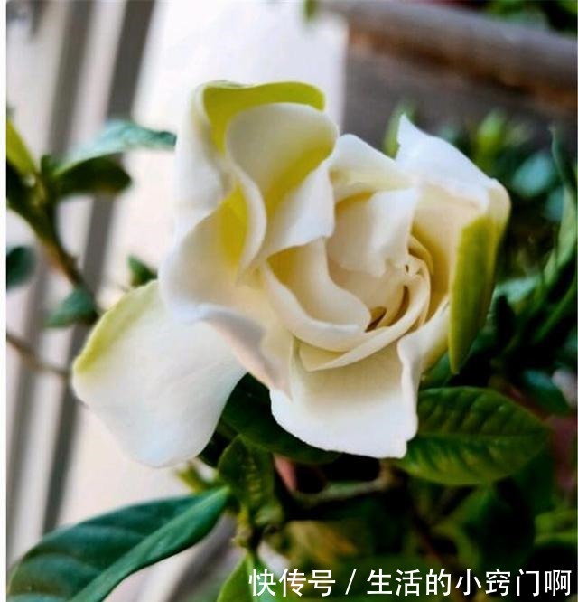 用3招“爆花术”叫醒栀子花,变身疯狂开花机器,花儿挂满枝!