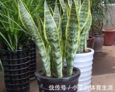 养虎皮兰,教你4点养护,繁殖小技巧,叶片油绿长势快