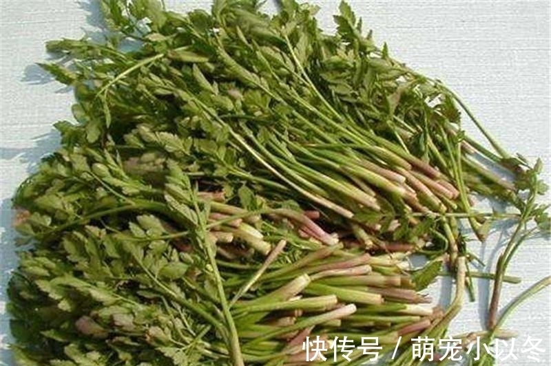 炒腊肉|食用期长达5个月,却很少人去摘,如今正当季,炒腊肉是一绝