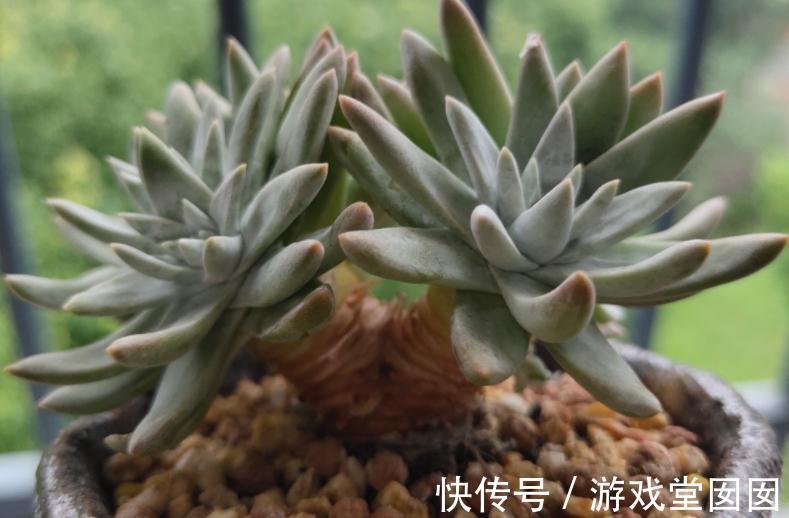 植株|养多肉植物白菊，扦插、服盆、日常打理该注意什么？