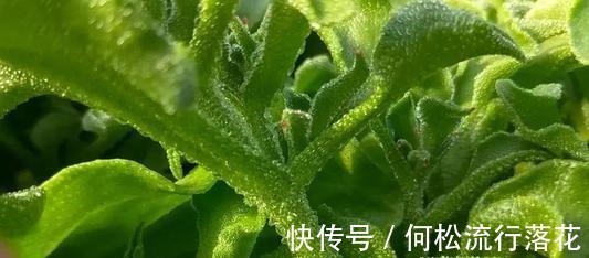 在非洲被当肥皂用,引进我国却成“高档菜”,自带盐味,一起看看!