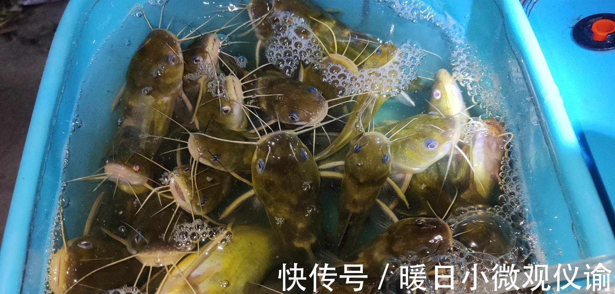 红虫蚯蚓也没有它好用,整晚连杆不断,老钓友不肯说的秘密武器