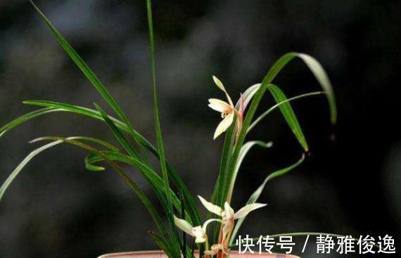 裸根|买到裸根带花的兰花苗，1步操作必须做，不然延缓生长，甚至枯死