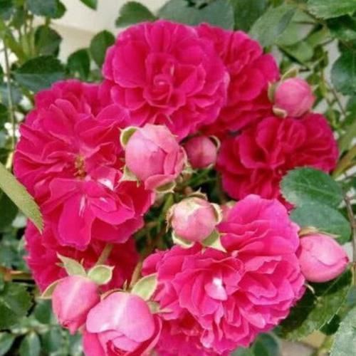 3种花，花朵大、颜色艳，一养就上瘾，抓紧养一盆