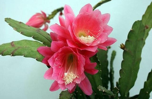 假荷花|这花都叫它“假荷花”，放在土里好生长，开花大朵红艳艳！