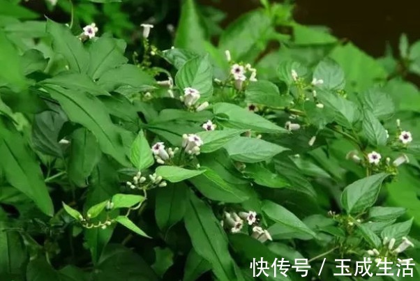 茜草科|这植物闻起来味道很特殊，识货之人能将其做成美食，来了解一下