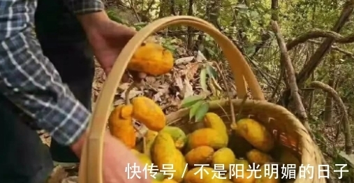 常吃|80后农村娃常吃的野果，如今已不允许折枝采摘，有钱也难买到