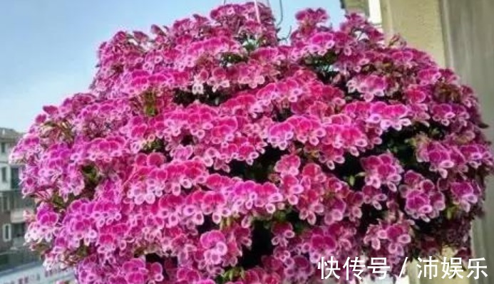 10种天竺葵,花色鲜艳,颜色丰富,每种都超美,你养过几种