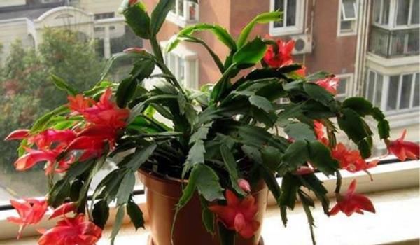 怎么让蟹爪兰开花更多、更持久？日常做到这些，花谢又能接着开