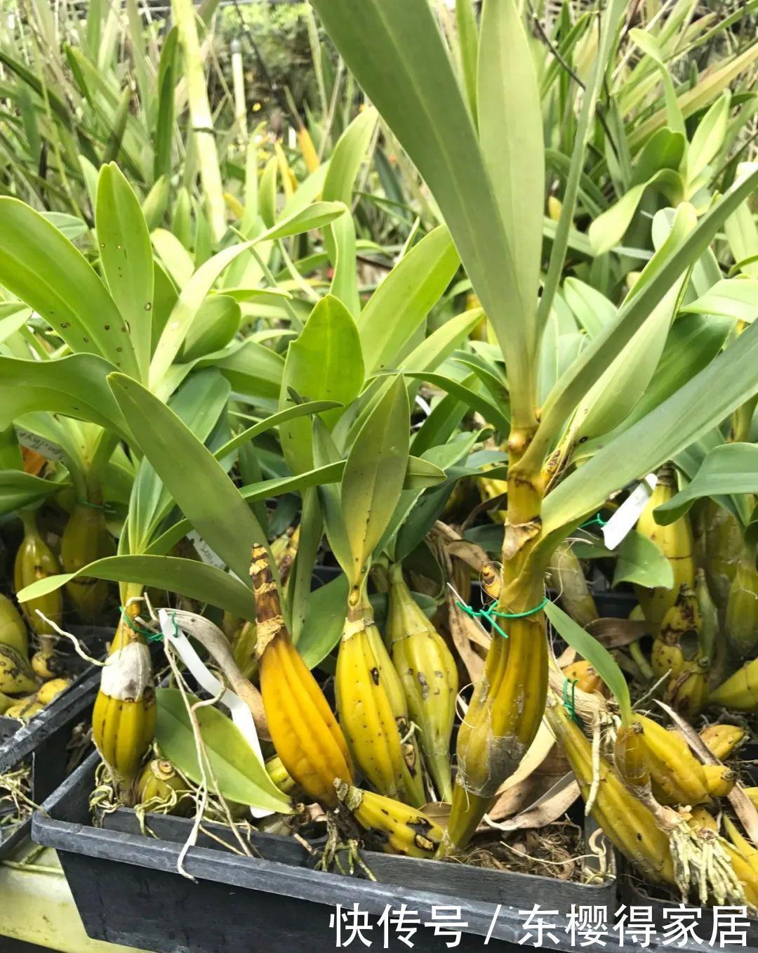 多肉植物生根小妙招