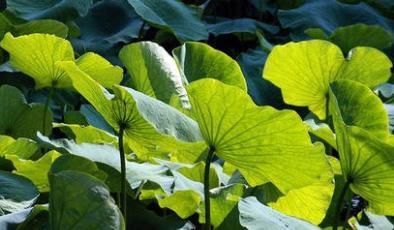 青盲|决明子茶和荷叶搭配在一起,功效让中医都震惊了,快来看看这些吧