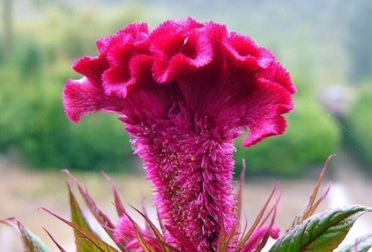 花卉|四种花常年开花易爆盆,被称为花卉界的劳模,好养活还不贵