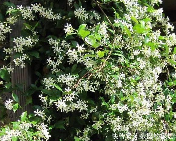 院子里不要乱种花，五一后此花要栽2棵，花开190天，香飘满院