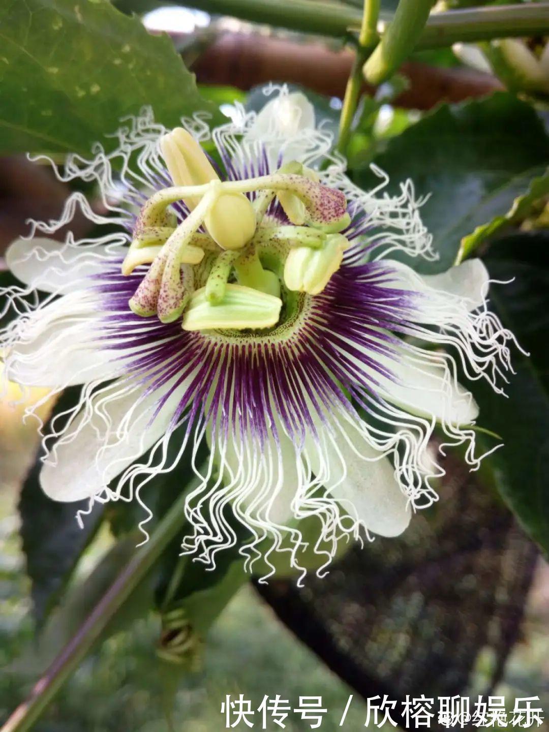 花花|大粗杆插土里,7天生根,当年结果压弯枝,不用买水果了!