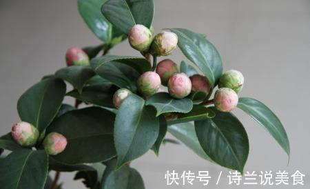 冬天|冬天养长寿花、茶花，盆里丢点“它”，肥力大还透气，花开爆盆！