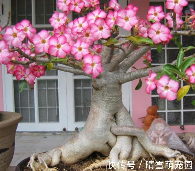 这些“普通花草”早过时了,还在养?建议养花人换成这几样