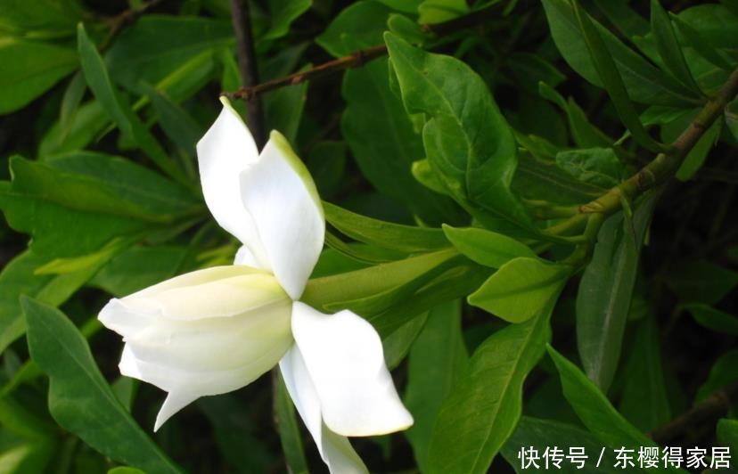 枝条|栀子花的花朵开败之后，一定要对它做3件事，长势会更好